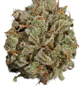 Jupiter OG Cannabis Strain