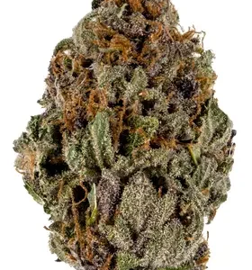 Plum Crazy Marijuana Strain