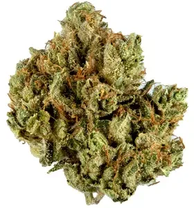 Stardust OG Cannabis Strain