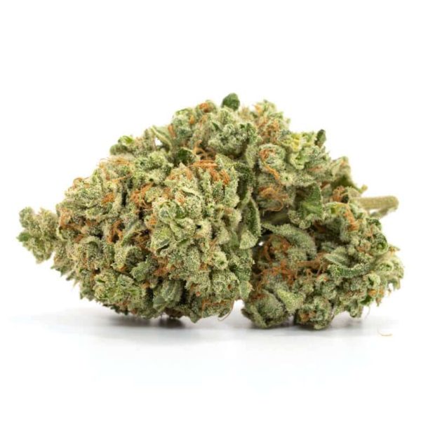 Violator Kush Marijuana Strain