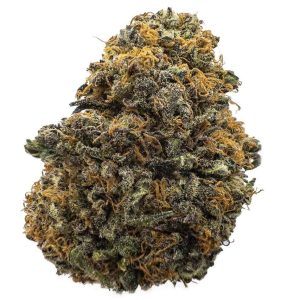 Snoop's Dream Weed Strain