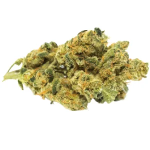 White 99 Cannabis Strain